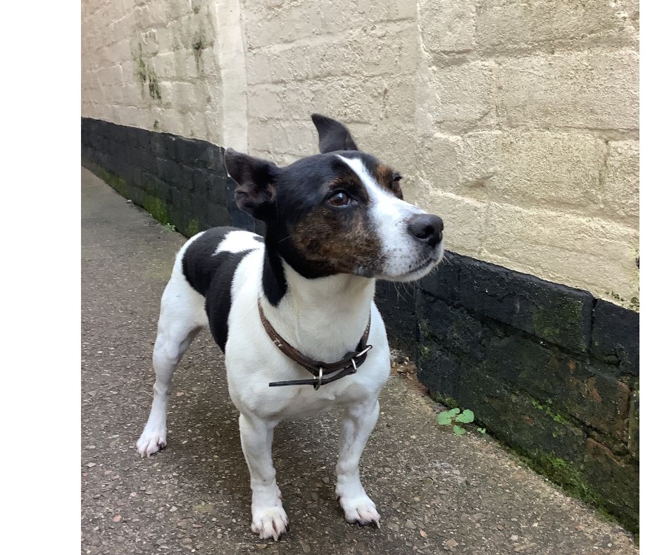 Jack russell hot sale terrier milo